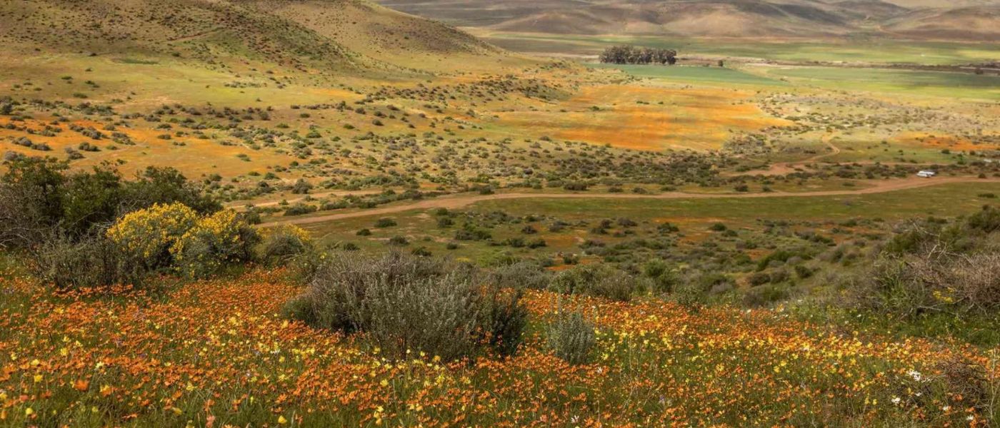 bushbundu-car-rental-wildflower-season-flower-field